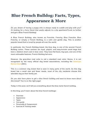Blue French Bulldog: Facts, Types, Appearance & More