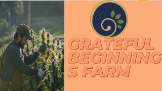 Buy Eighty Eight Hemp Flower In Grants Pass - Grateful Beginning  Farm