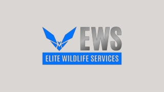 Bats In Houston - Elite Wildlife Services