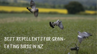 Best Repellents for Grain Eating Birds in NZ