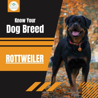 Rottweiler Dog Breed Information