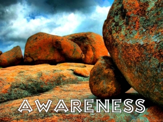 Awareness - Nature et animaux (Renny)