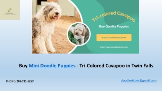 Buy Tri-colored Cavapoo Puppy Twin Falls