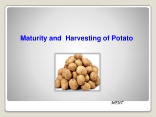 Maturity and Harvesting of Potato