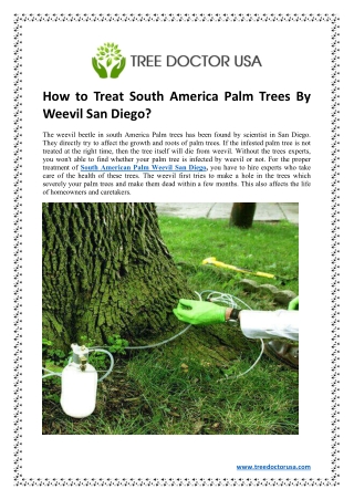 How to Treat South America Palm Trees By Weevil San Diego?