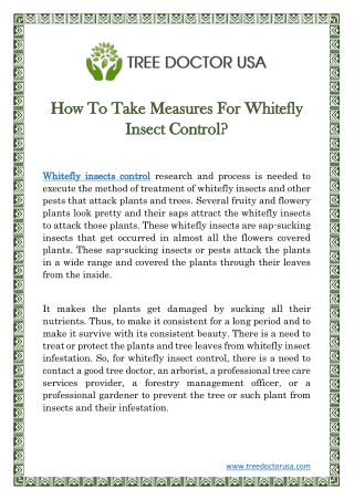 How To Take Measures For Whitefly Insect Control