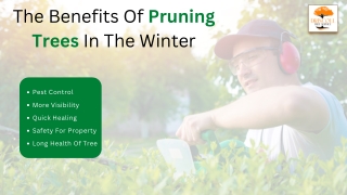 The Benefits Of Pruning Trees In The Winter