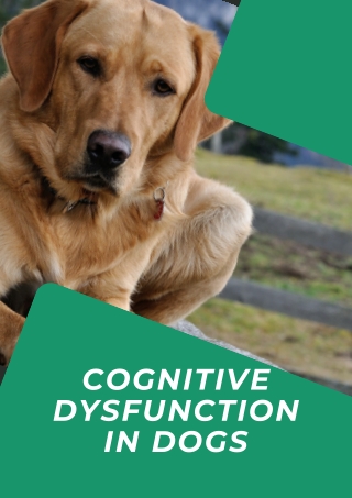 Cognitive Dysfunction in Dogs