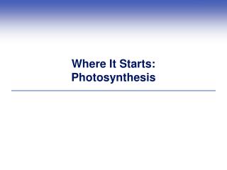 Where It Starts: Photosynthesis