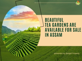 Beautiful Tea Gardens Are Available For Sale In Assam