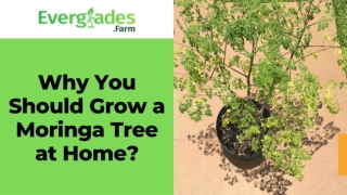 Why You Should Grow a Moringa Tree at Home?