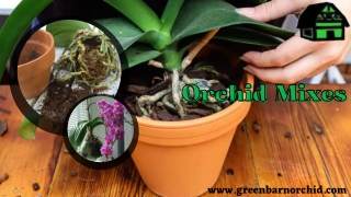 The Best Quality Orchid Mixes at Best Price - Green Barn Orchid