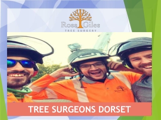Tree Surgeons Dorset