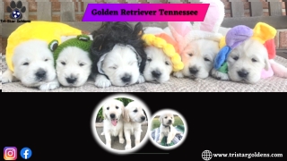 Get one of the Most Friendly Dogs Golden Retriever Tennessee