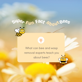 Check Out These Super Fun Facts About Bees Right Now!