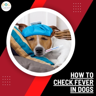How to check fever in dogs