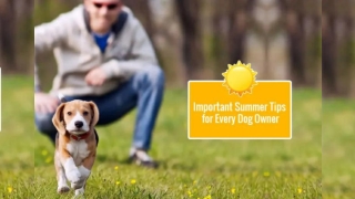 Important Summer Tips for Every Dog Owner