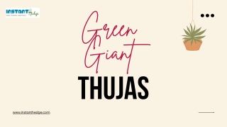 Insight About Green Giant Thujas