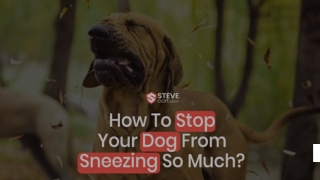 Discover – Why Is My Dog Sneezing So Much