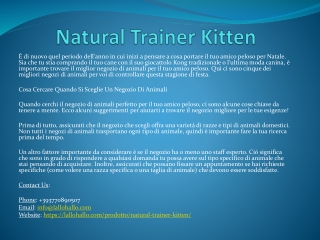 Natural Trainers Kitten