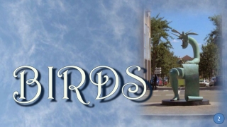 Birds2 Etienne Pirot