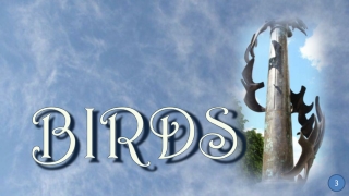 Birds3 Etienne Pirot