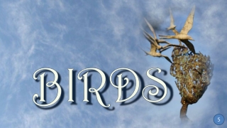 Birds5 Philip Wakeham