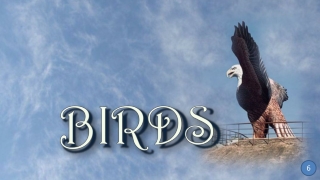 Birds6 Jatayu