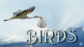 Birds7 Birds of happiness