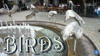 Birds9