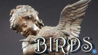 Birds11