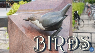 Birds12