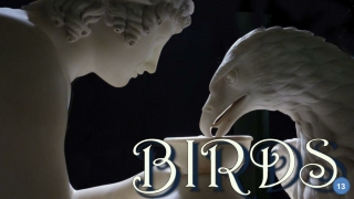 Birds13