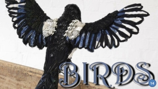 Birds14