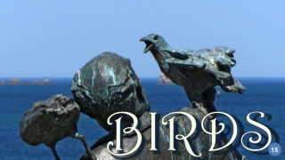 Birds15