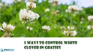 5 Ways to Control White Clover in Grasses