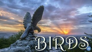 Birds16