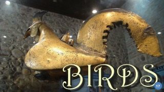 Birds17