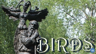 Birds18