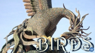 Birds19