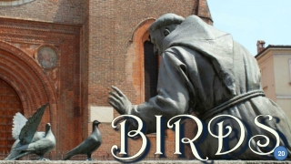 Birds20 San Francesco