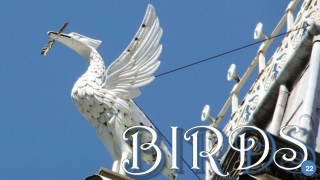 Birds22