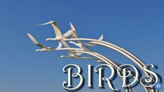 Birds21