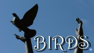 Birds23