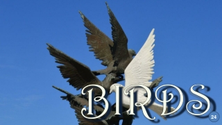 Birds24