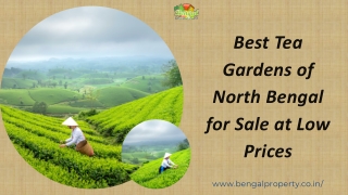 Best Tea Gardens of North Bengal for Sale at Low Prices