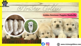 Have some fun with Cream Golden Retriever Puppies Nashville