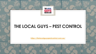 Termite Treatment Adelaide | Thelocalguyspestcontrol.com.au