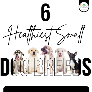 Healthiest Small Dog Breeds