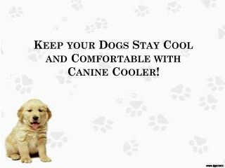 Keep Your Dogs Stay Cool Comfortable